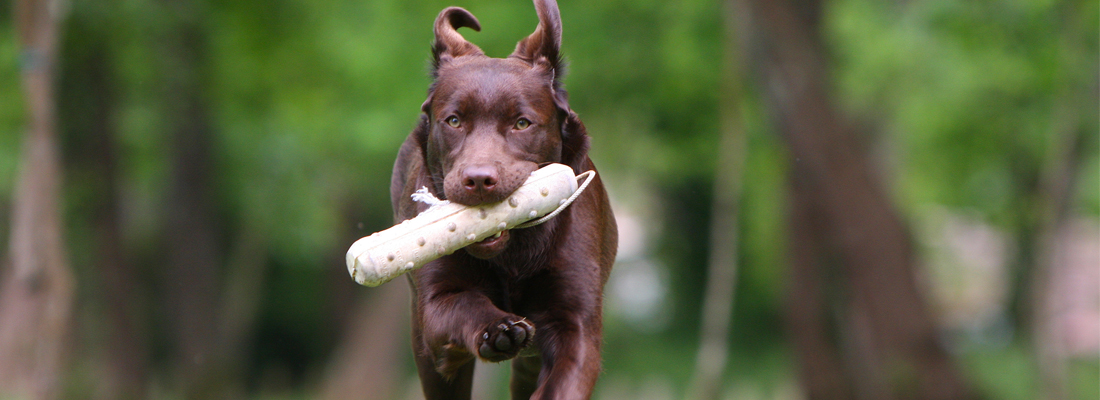 dresser un chien chasse rapporteur